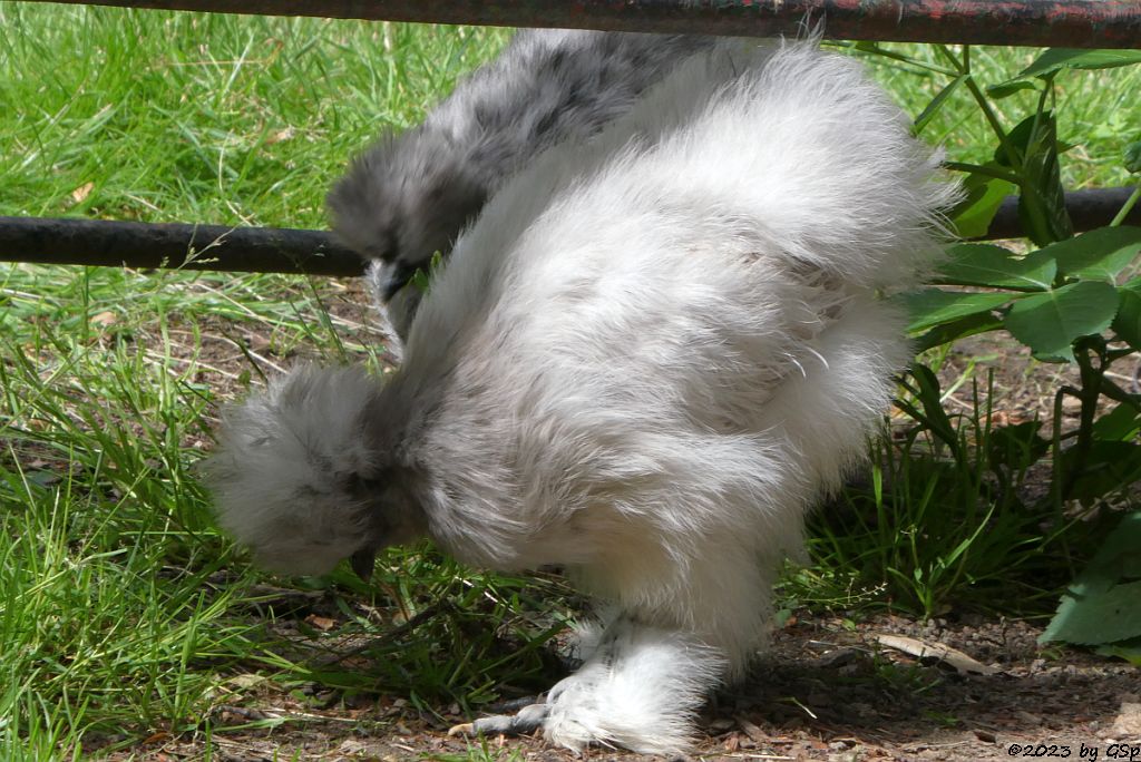 Chinsesisches Wollhuhn