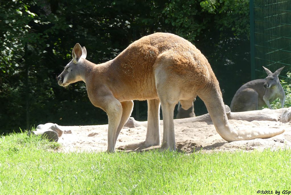 Rotes Riesenkänguru