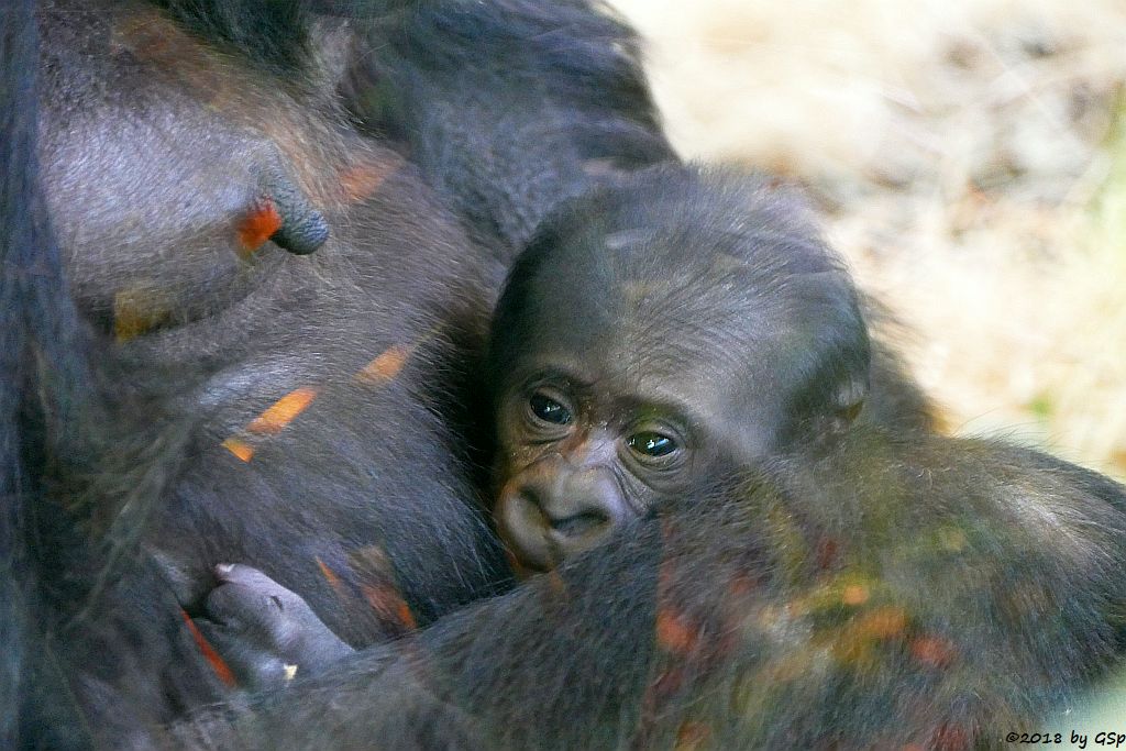 Flachlandgorilla TUANA mit Jungtier, geb. 11.1.18 (2 Wochen alt)