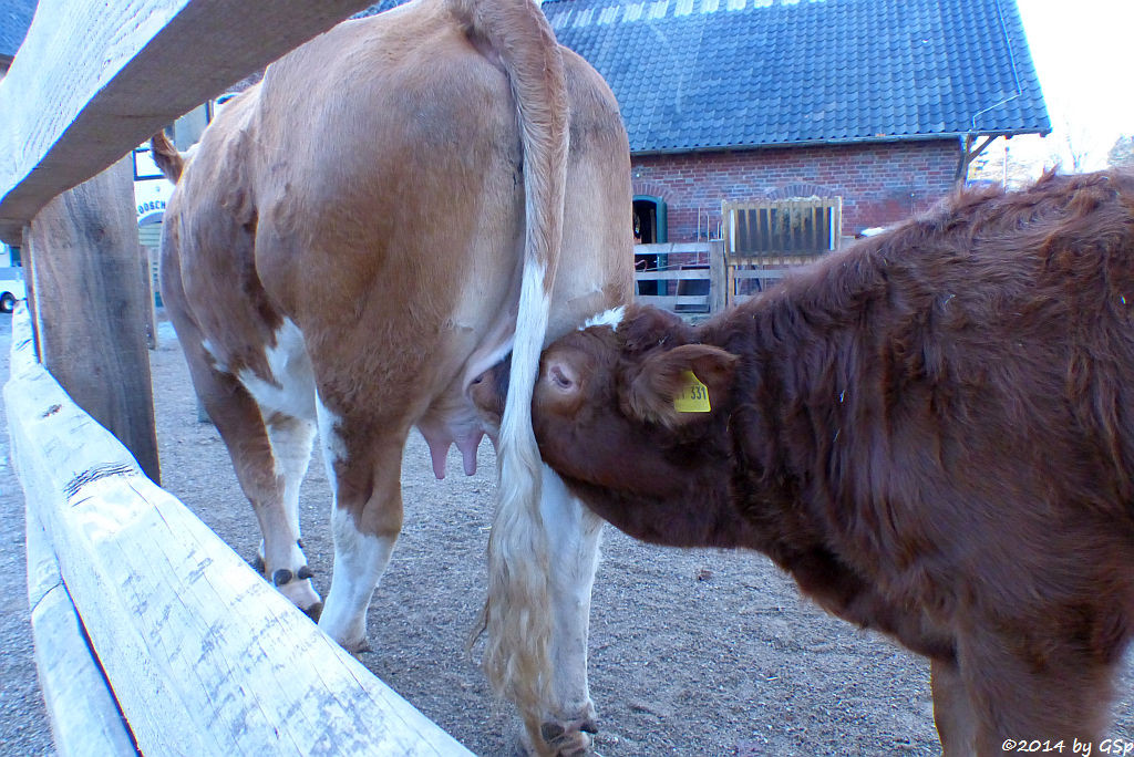 Schwarzbuntes Niederungsrind