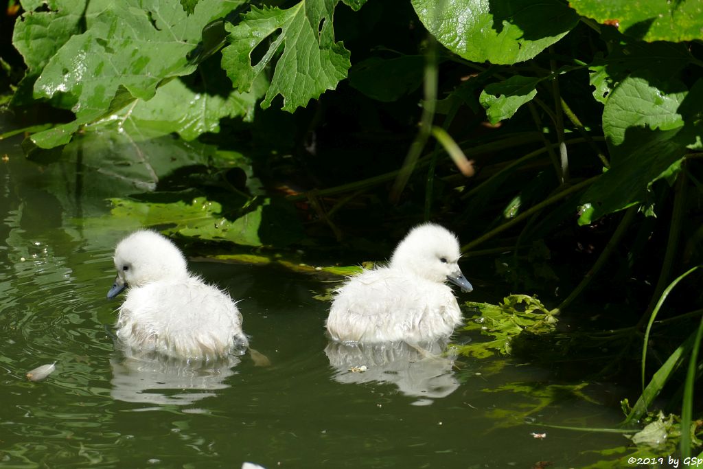 Schwarzhalsschwan, geschl. 30.6.19