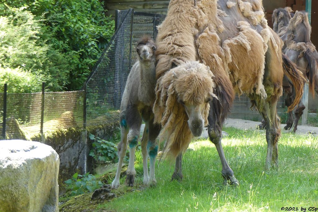 Trampeltier (Zweihöckriges Kamel, Hauskamel) Jungtier geb. am 2.5.21