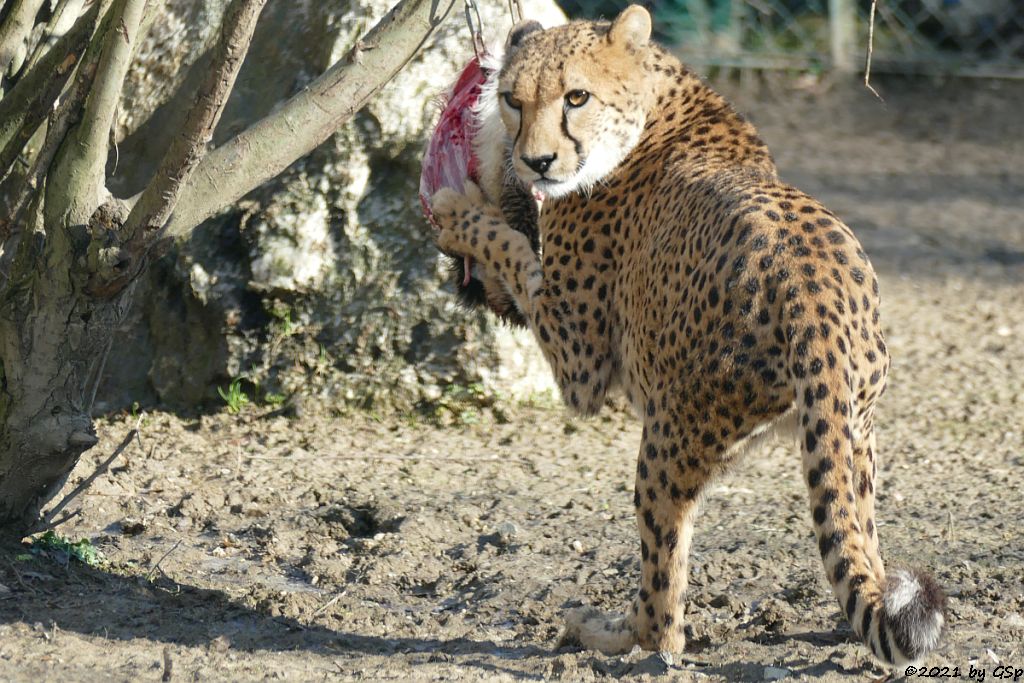 Südafrikanischer Gepard