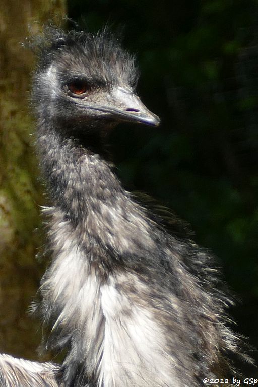 Emu