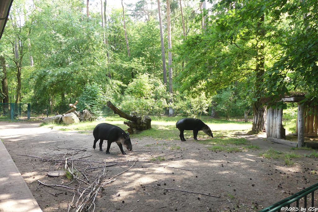 Mittelamerikanischer Tapir (Bairds Tapir)