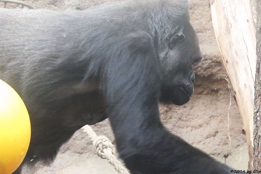 Flachlandgorilla