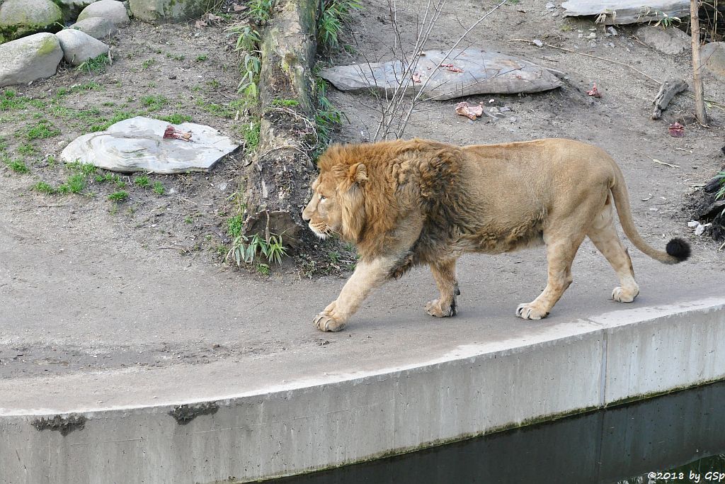 Asiatischer Löwe