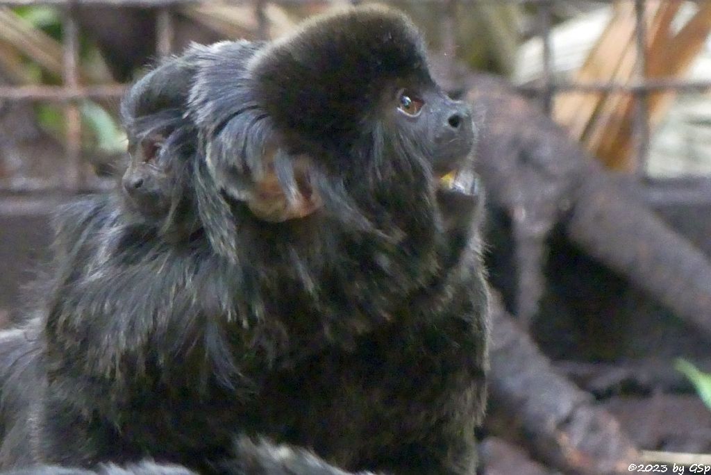 Springtamarin