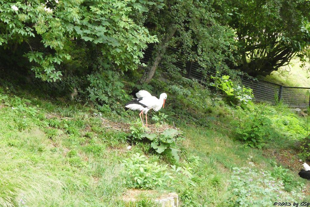 Weißstorch