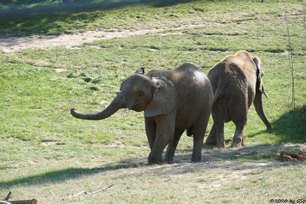 KARIBA, LILAK