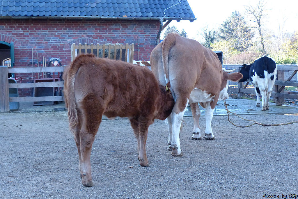 Schwarzbuntes Niederungsrind