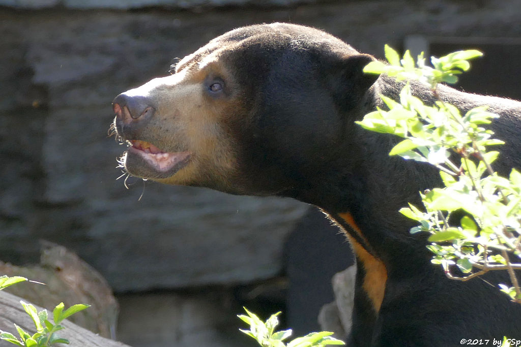 Malaienbär