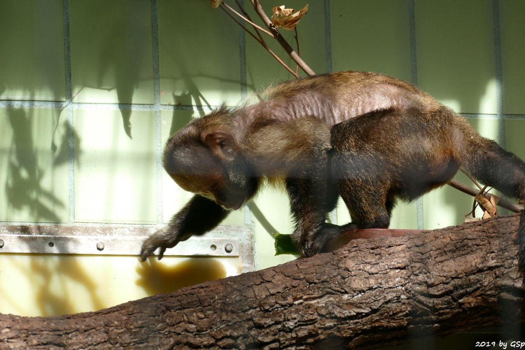 Gelbbrust-Kapuzineraffe (Gelbbrustkapuziner)