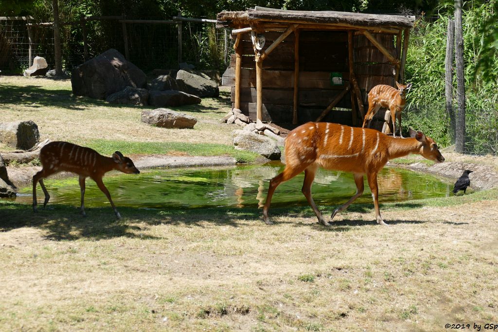 Westliche Sitatunga, Jungtier geb. 16.05.19