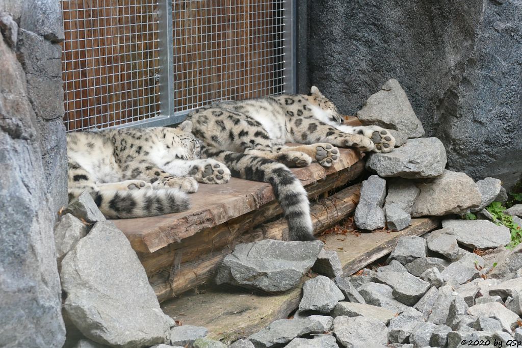 Schneeleopard (Irbis, Unze) ASKAR und CHANDRA