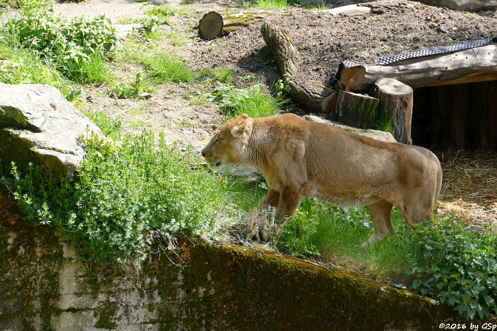 Asiatische Löwin JAMUNA