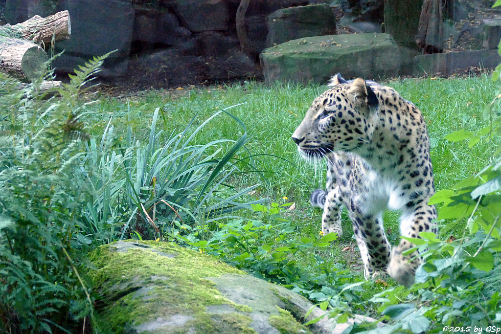 Nordpersischer Leopard (Afghanischer Leopard)