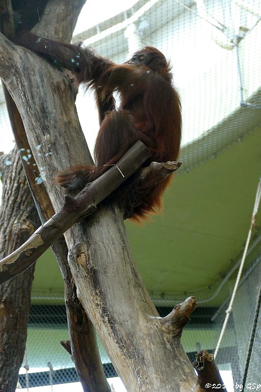 Sumatra-Orang-Utan INDAH