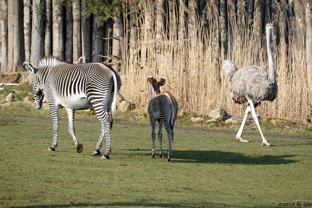 Grévy-Zebra, Nordafrikanischer Strauß (Nordafrikanischer Rothalsstrauß)