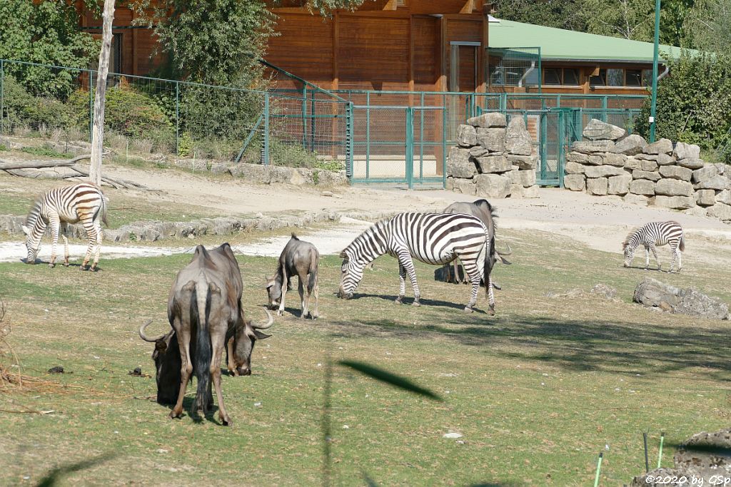 Südliches Streifengnu (Blaues Gnu), Rothschildgiraffe (Uganda-Giraffe, Baringo-Giraffe), Böhm-Steppenzebra (Grant-Zebra)