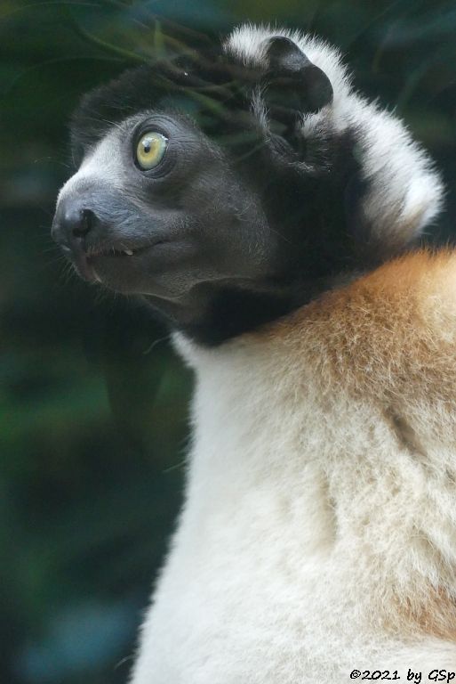 Kronensifaka