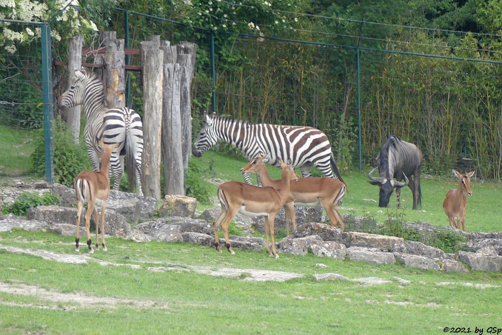 Impala (Schwarzfersenantilope), Böhm-Steppenzebra (Grant-Zebra), Südliches Streifengnu (Blaues Gnu)