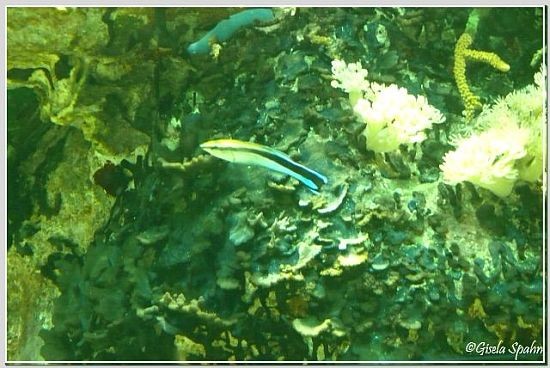 Putzerfisch