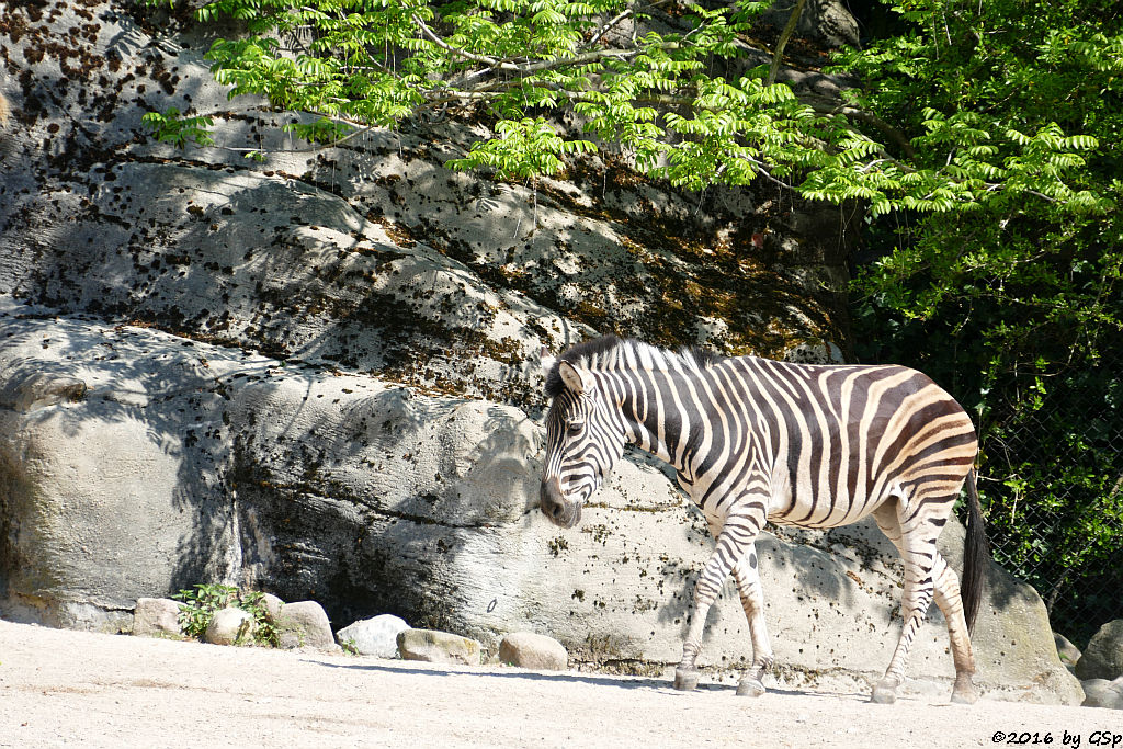 Chapman-Zebra