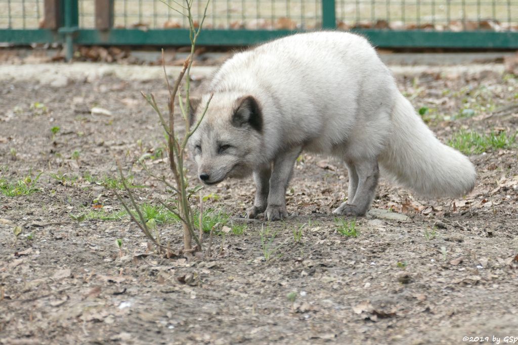 Polarfuchs (Eisfuchs)