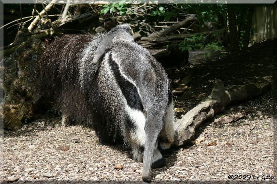 Ameisenbär mit Jungtier vom 21.04.09