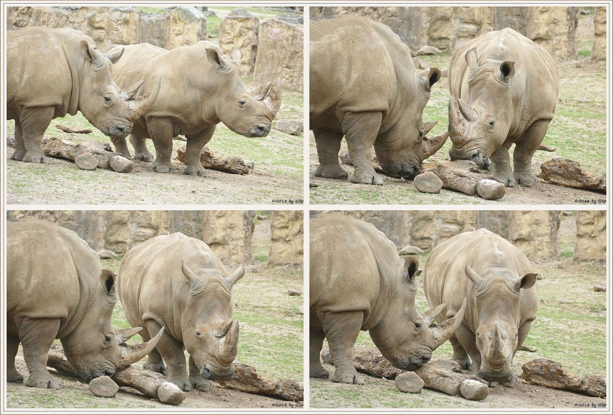 Südliches Breitmaulnashorn