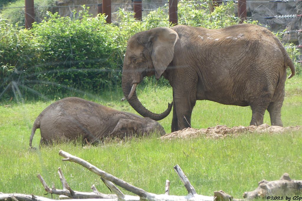 KARIBA, LILAK