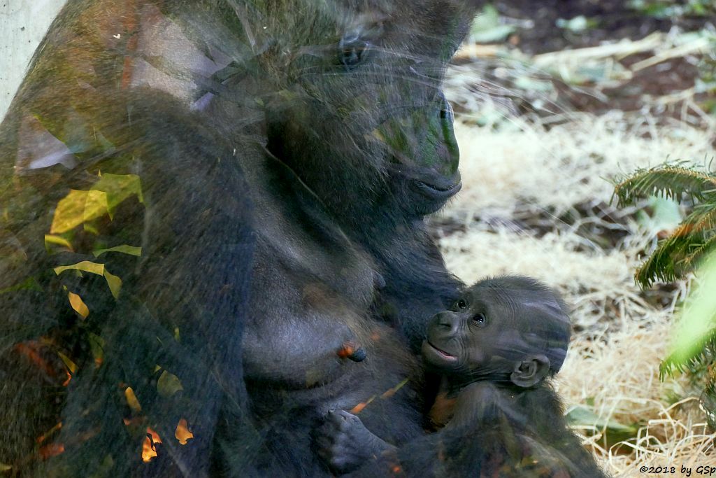 Flachlandgorilla TUANA mit Jungtier, geb. 11.1.18 (2 Wochen alt)