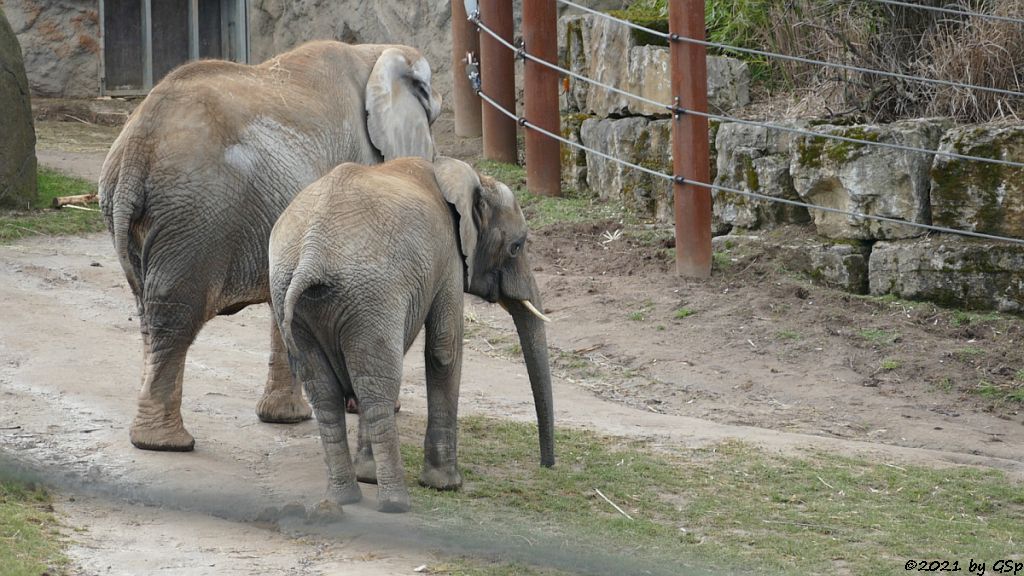 LILAK, KARIBA