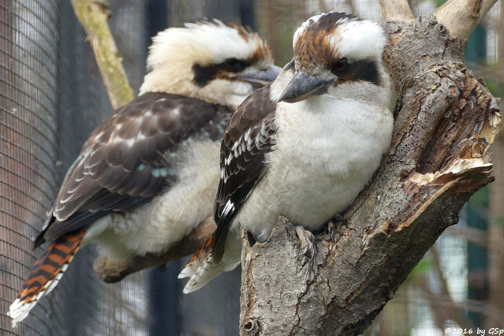 Jägerliest (Lachender Hans, Kookaburra)