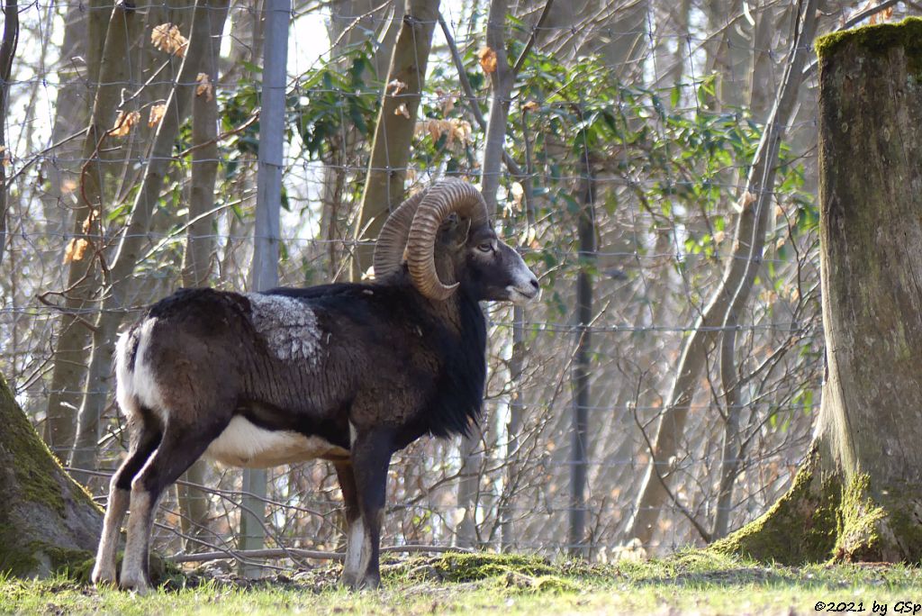 Europäischer Mufflon (Tyrrhenischer Mufflon, Europäisches Wildschaf)