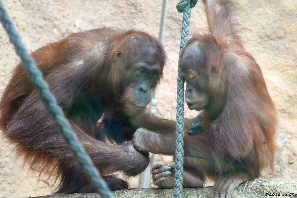 Sumatra-Orang-Utan INDAH und SAYANG