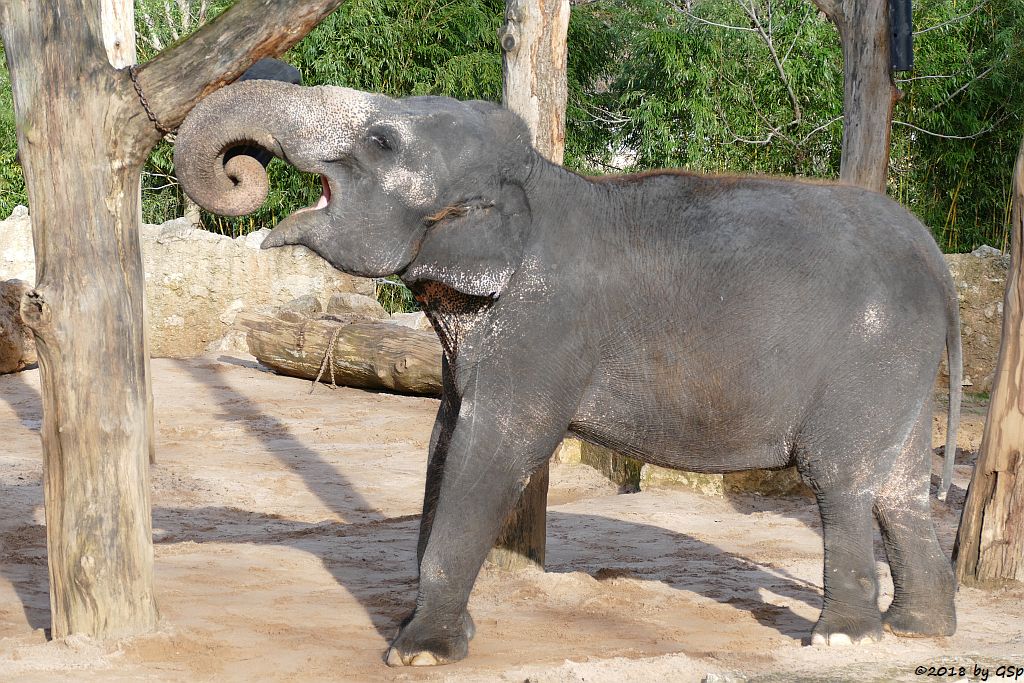 Asiatischer Elefant ZELLA