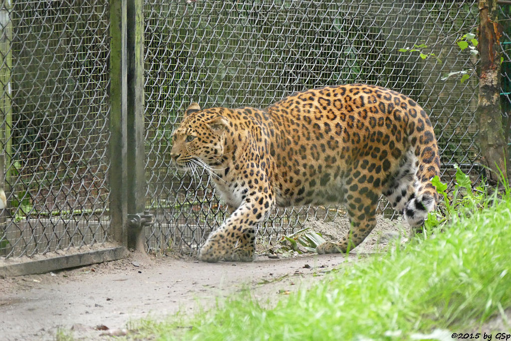 Chinaleopard (Nordchinesischer Leopard)