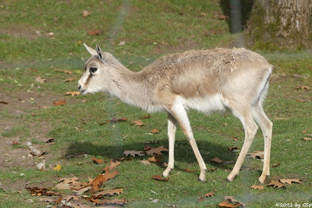 Persische Kropfgazelle