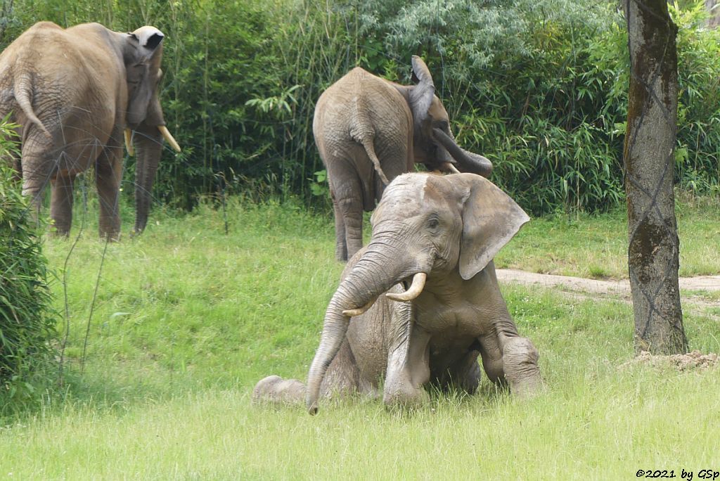 LILAK, KARIBA, TAMO