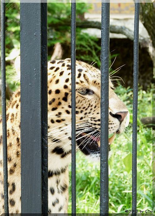 Nordchinesischer Leopard