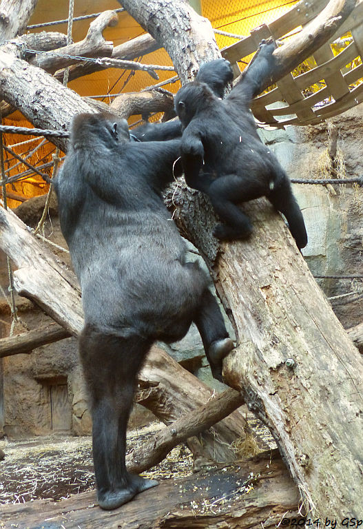 Flachlandgorilla REBECCA und SAWA