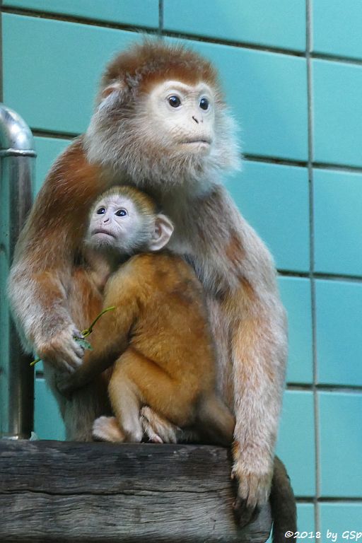 Schwarzer Haubenlangur (Javanischer Haubenlangur, Budeng)