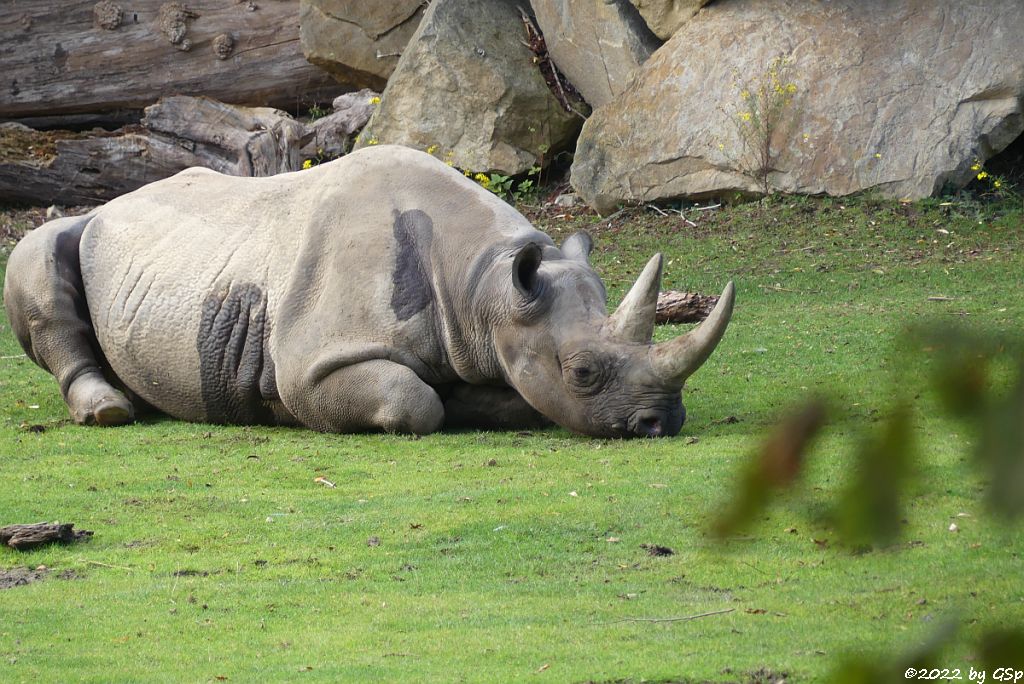 Ostafrikanisches Spitzmaulnashorn (Östliches Spitzmaulnashorn) SERAFINE