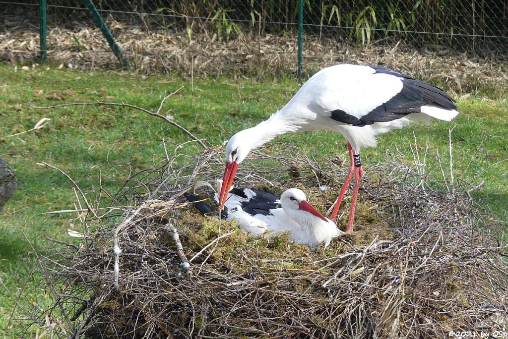 Europäischer Weißstorch