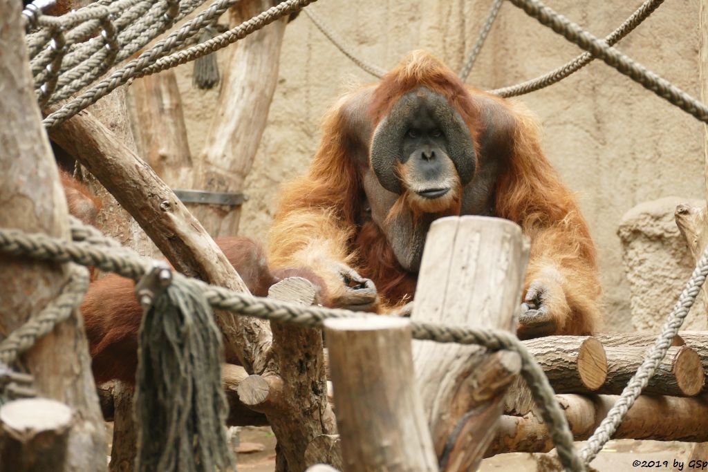 Sumatra-Orang-Utan