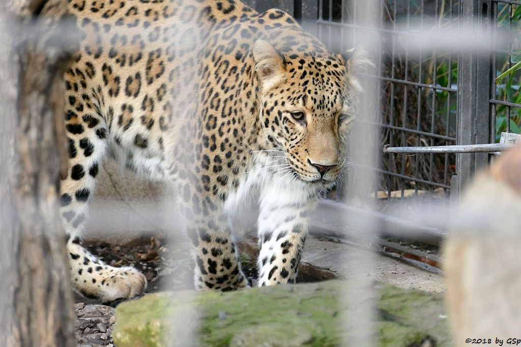 Nordpersischer Leopard (Afghanischer Leopard) AMAN, geb. 24.5.06 in Köln