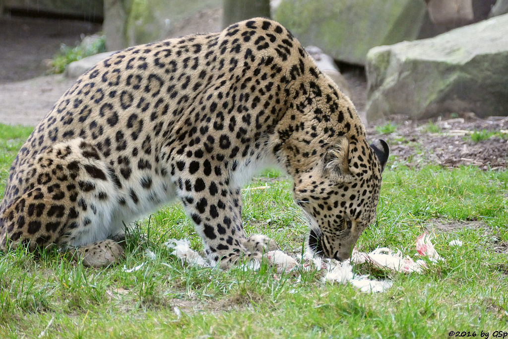 Nordpersischer Leopard (Afghanischer Leopard)