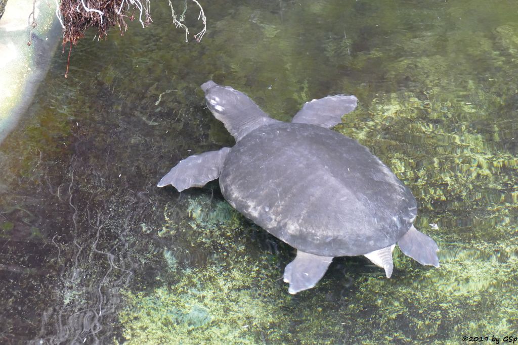 Papua-Weichschildkröte (Neuguinea-Weichschildkröte)